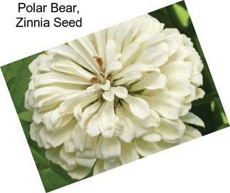 Polar Bear, Zinnia Seed