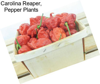 Carolina Reaper, Pepper Plants