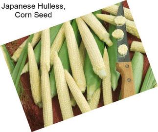 Japanese Hulless, Corn Seed