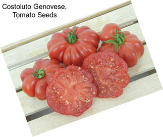 Costoluto Genovese, Tomato Seeds