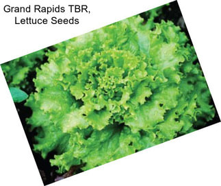 Grand Rapids TBR, Lettuce Seeds