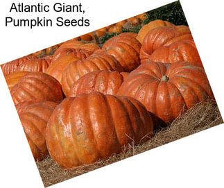 Atlantic Giant, Pumpkin Seeds