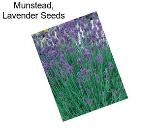 Munstead, Lavender Seeds