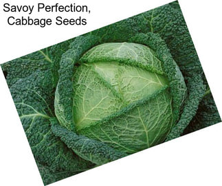 Savoy Perfection, Cabbage Seeds