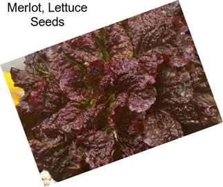 Merlot, Lettuce Seeds