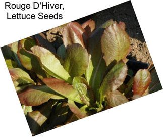 Rouge D\'Hiver, Lettuce Seeds