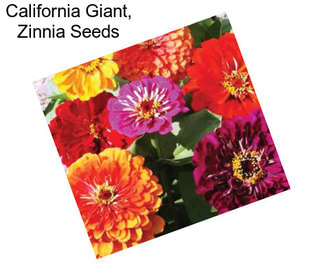 California Giant, Zinnia Seeds