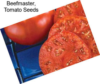 Beefmaster, Tomato Seeds