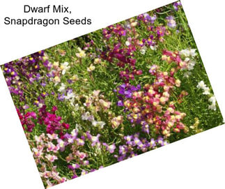 Dwarf Mix, Snapdragon Seeds