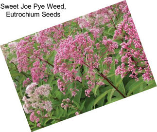 Sweet Joe Pye Weed, Eutrochium Seeds