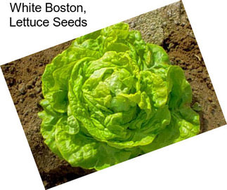 White Boston, Lettuce Seeds