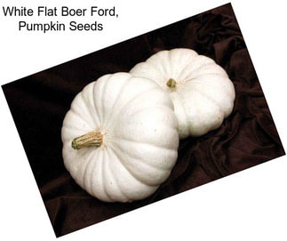 White Flat Boer Ford, Pumpkin Seeds