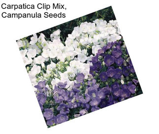 Carpatica Clip Mix, Campanula Seeds