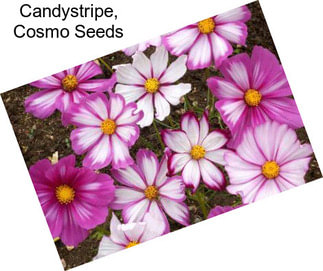 Candystripe, Cosmo Seeds