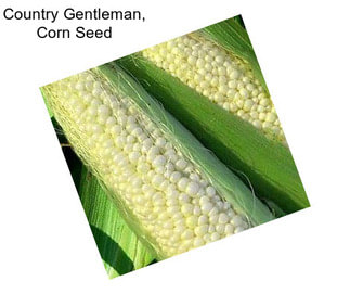 Country Gentleman, Corn Seed
