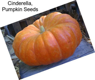 Cinderella, Pumpkin Seeds