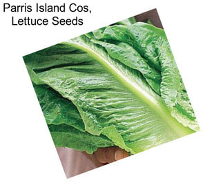 Parris Island Cos, Lettuce Seeds