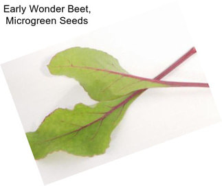 Early Wonder Beet, Microgreen Seeds