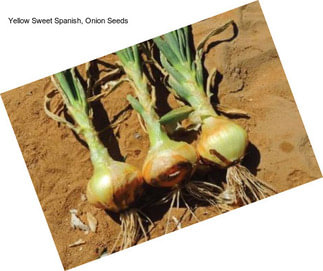 Yellow Sweet Spanish, Onion Seeds