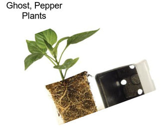 Ghost, Pepper Plants