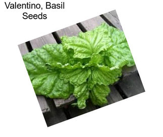 Valentino, Basil Seeds