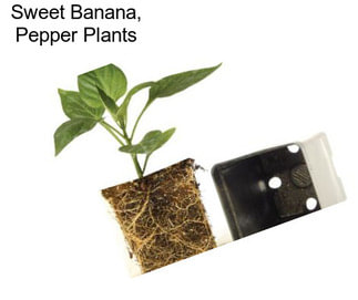 Sweet Banana, Pepper Plants