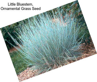 Little Bluestem, Ornamental Grass Seed