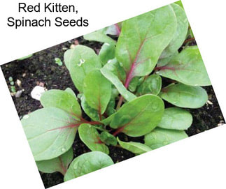 Red Kitten, Spinach Seeds