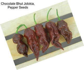 Chocolate Bhut Jolokia, Pepper Seeds