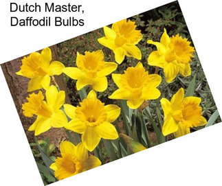 Dutch Master, Daffodil Bulbs