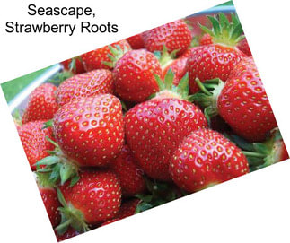 Seascape, Strawberry Roots