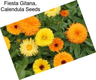 Fiesta Gitana, Calendula Seeds