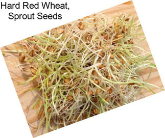 Hard Red Wheat, Sprout Seeds