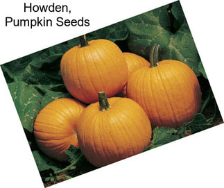 Howden, Pumpkin Seeds