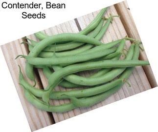 Contender, Bean Seeds
