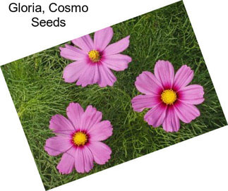 Gloria, Cosmo Seeds