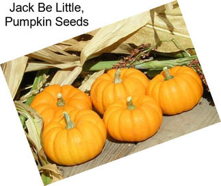 Jack Be Little, Pumpkin Seeds