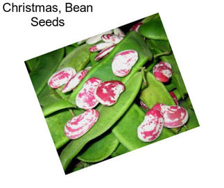 Christmas, Bean Seeds