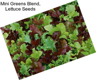 Mini Greens Blend, Lettuce Seeds