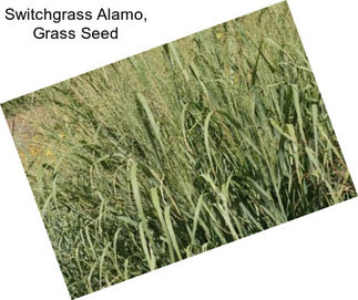 Switchgrass Alamo, Grass Seed