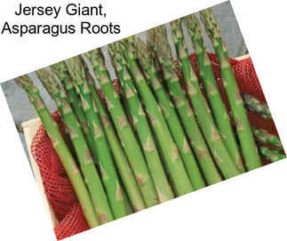 Jersey Giant, Asparagus Roots