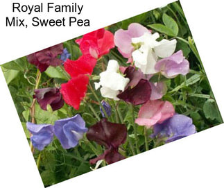 Royal Family Mix, Sweet Pea