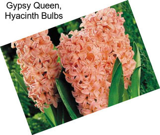 Gypsy Queen, Hyacinth Bulbs