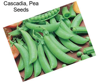 Cascadia, Pea Seeds