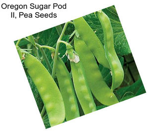 Oregon Sugar Pod II, Pea Seeds