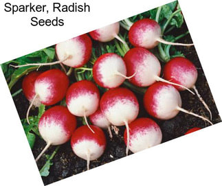 Sparker, Radish Seeds