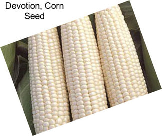 Devotion, Corn Seed