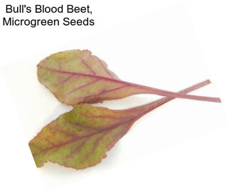 Bull\'s Blood Beet, Microgreen Seeds