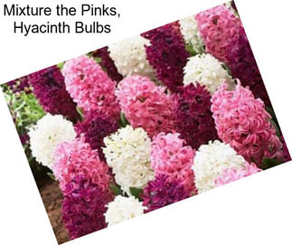 Mixture the Pinks, Hyacinth Bulbs