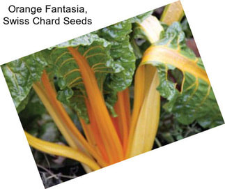 Orange Fantasia, Swiss Chard Seeds